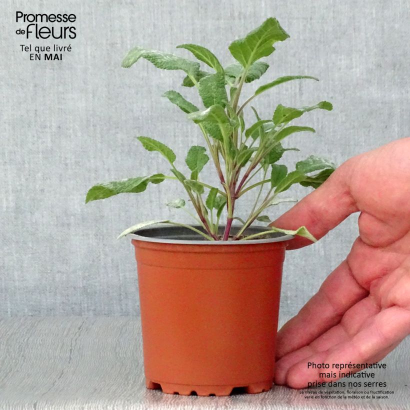 Exemplar von Echter Salbei Grower's Friend - Salvia officinalis Kleine Töpfe von 8/9 cm wie im Frühjahr geliefert