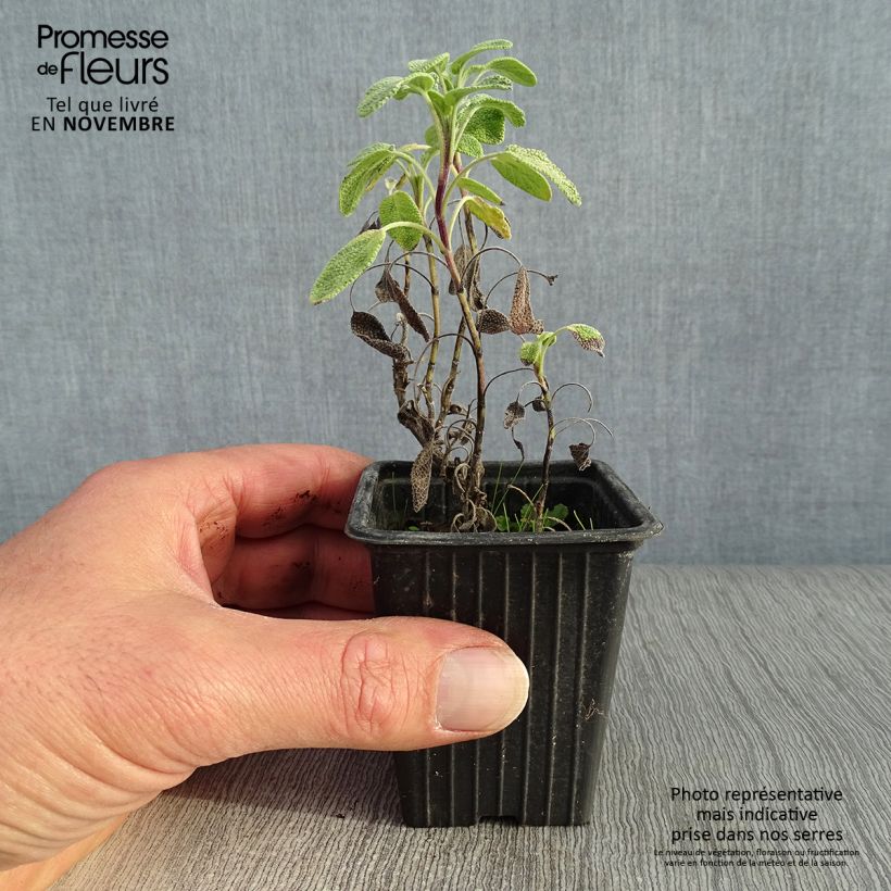 Exemplar von Echter Salbei Aurea - Salvia officinalis Kleine Töpfe von 7/8 cm wie im Herbst geliefert