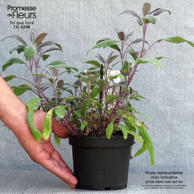 Exemplar von Echter Salbei Purpurascens - Salvia officinalis Topf mit 1,5L/2L wie im Sommer geliefert