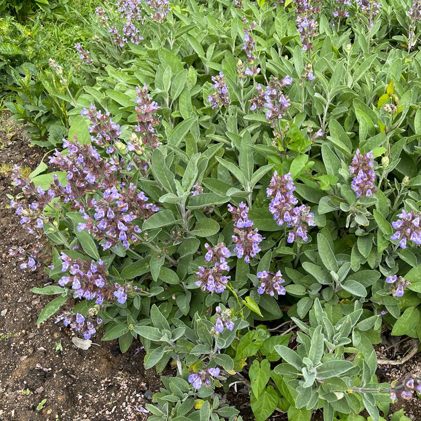 Salvia officinalis - Echter Salbei (Hafen)