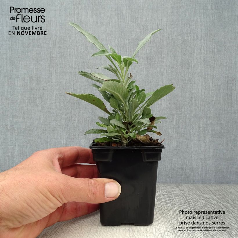 Exemplar von Salvia officinalis - Echter Salbei Kleine Töpfe von 8/9 cm wie im Herbst geliefert