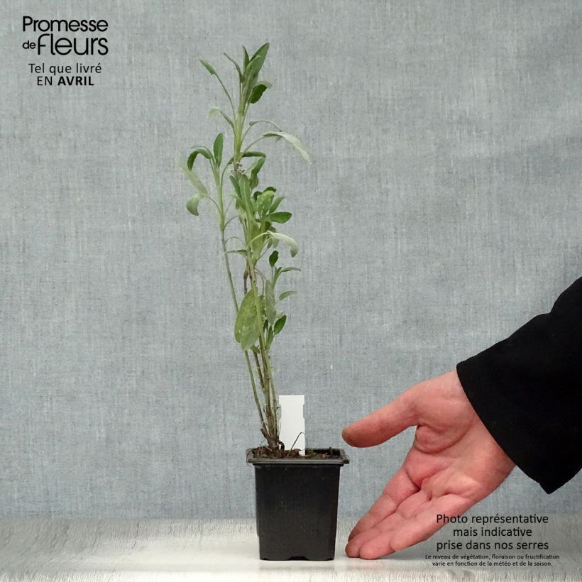 Exemplar von Salvia officinalis - Echter Salbei Kleine Töpfe von 8/9 cm wie im Frühjahr geliefert