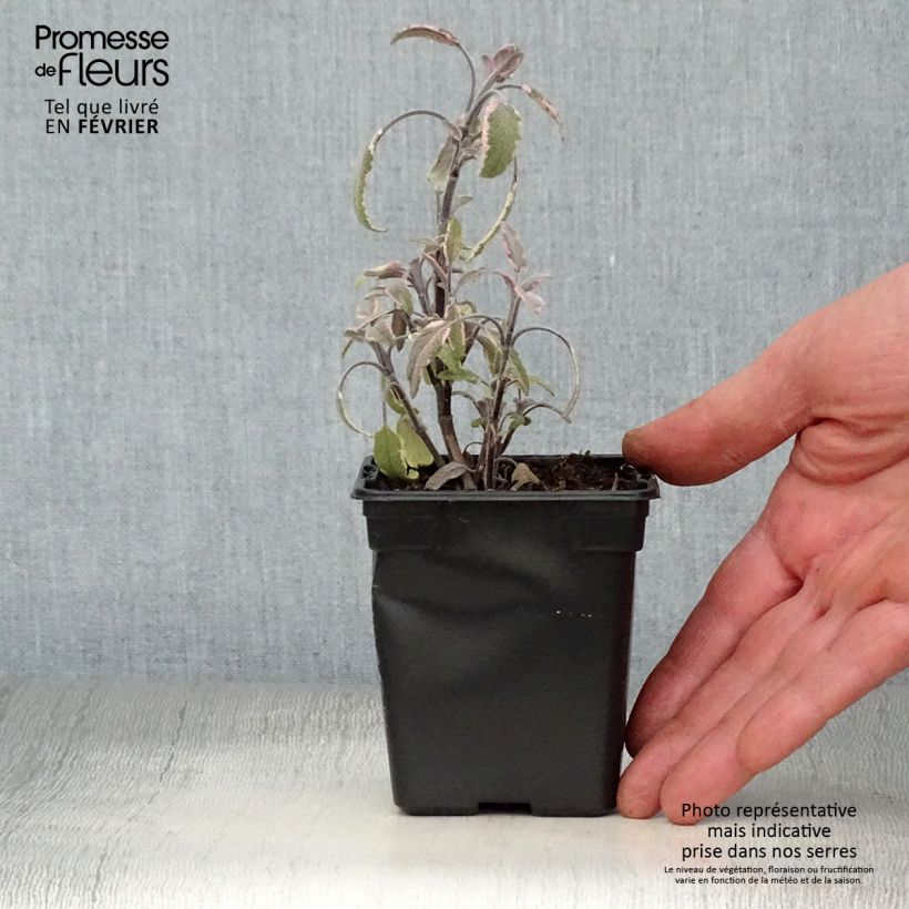 Exemplar von Echter Salbei Tricolor - Salvia officinalis Kleine Töpfe von 7/8 cm wie im Winter geliefert