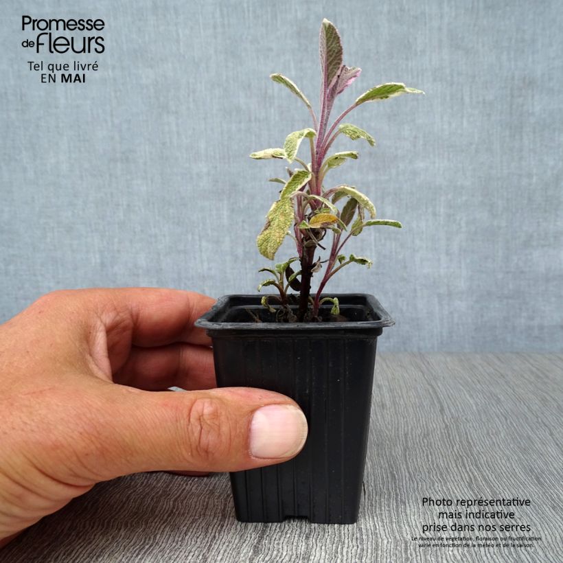 Exemplar von Echter Salbei Tricolor - Salvia officinalis Kleine Töpfe von 7/8 cm wie im Frühjahr geliefert