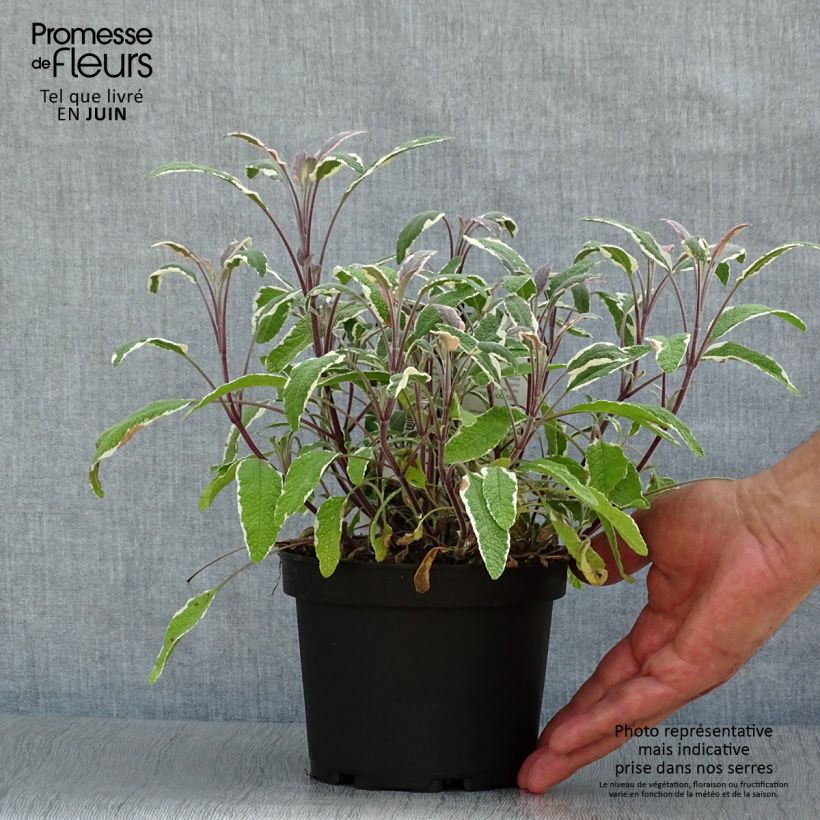 Exemplar von Echter Salbei Tricolor - Salvia officinalis Topf mit 1,5L/2L wie im Sommer geliefert