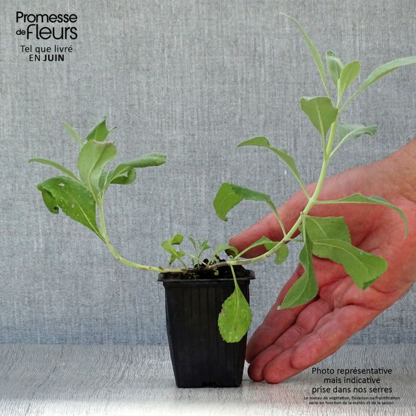 Exemplar von Weiße Salbei - Salvia apiana Kleine Töpfe von 7/8 cm wie im Sommer geliefert