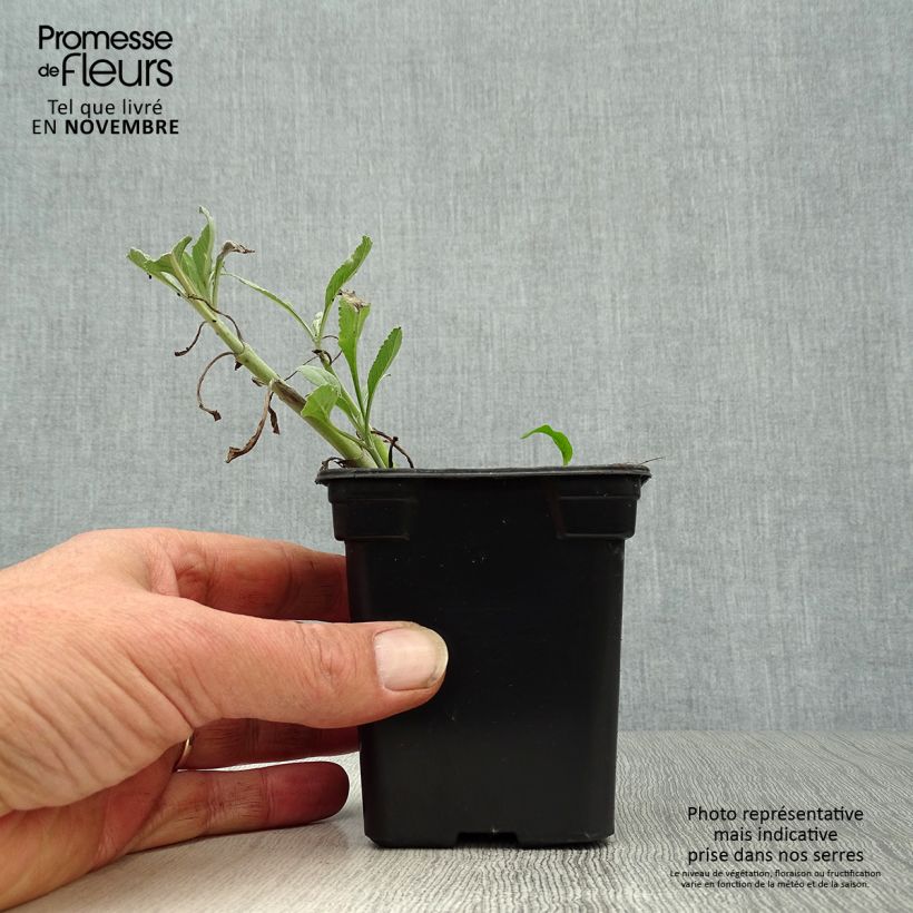 Exemplar von Weiße Salbei - Salvia apiana Kleine Töpfe von 7/8 cm wie im Herbst geliefert