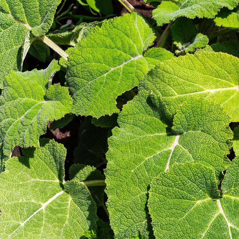 Muskat-Salbei - Salvia sclarea (Laub)