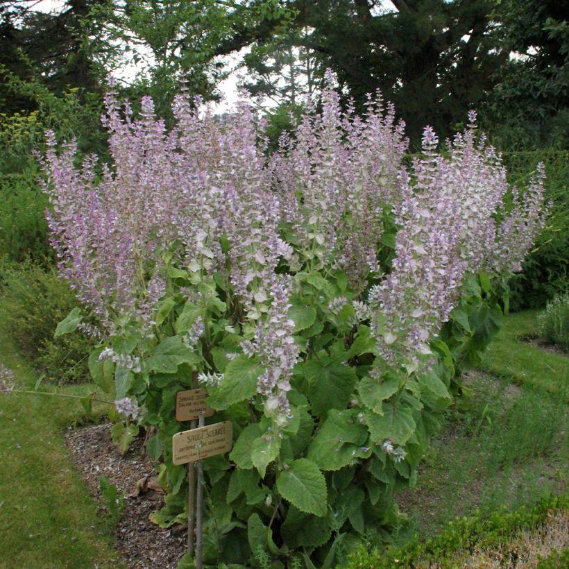 Muskat-Salbei - Salvia sclarea (Hafen)