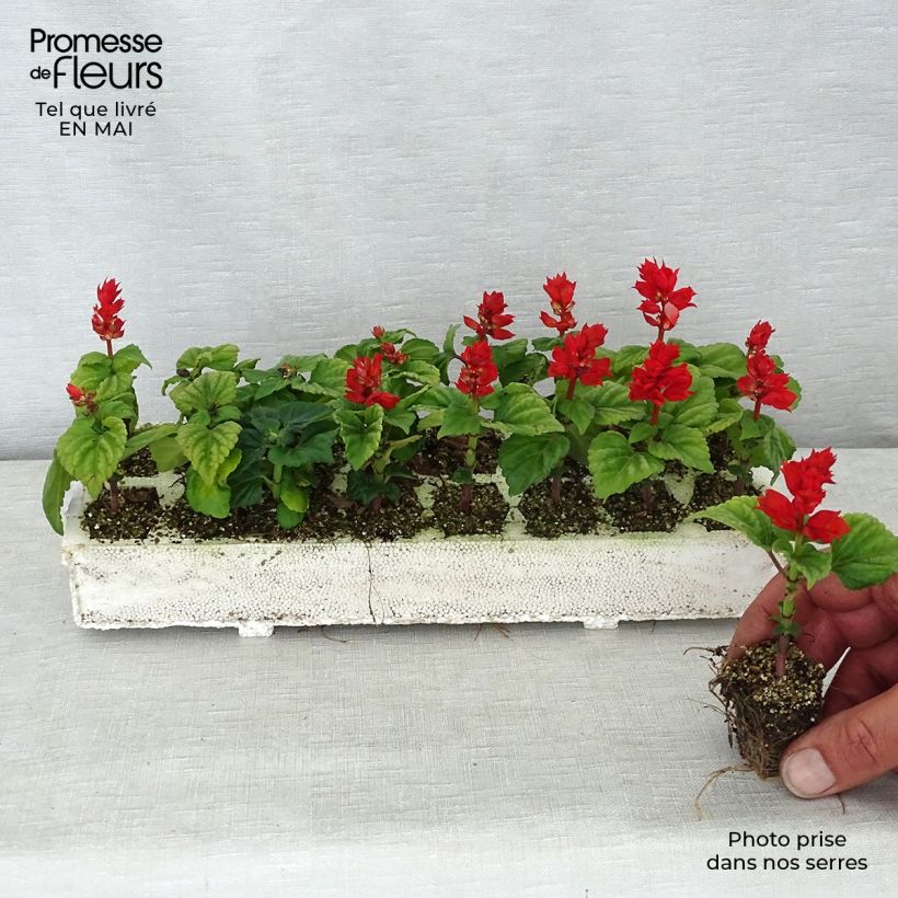 Exemplar von Feuer-Salbei Carambita - Salvia Jardi-Plug: Wurzelballen 3,8 cm x 3,2 cm in Anzuchtplatte à 15 Stück. wie im Frühjahr geliefert