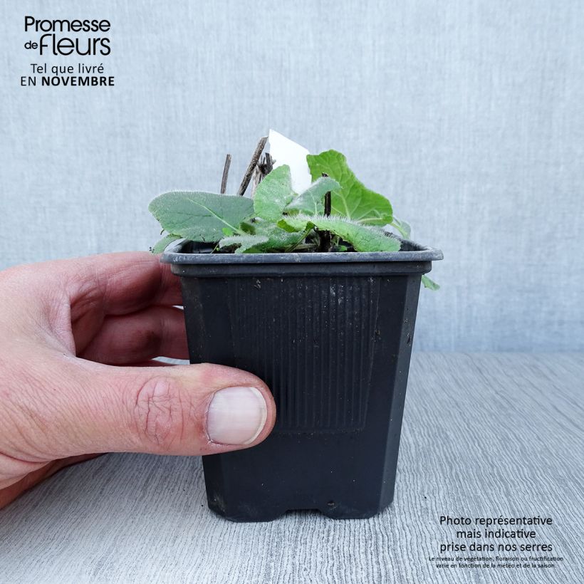 Exemplar von Salvia verticillata Endless Love - Quirlblättriger Salbei Kleine Töpfe von 8/9 cm wie im Herbst geliefert