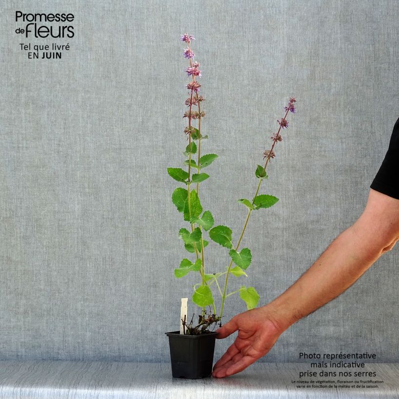 Exemplar von Salvia verticillata Endless Love - Quirlblättriger Salbei Kleine Töpfe von 8/9 cm wie im Sommer geliefert