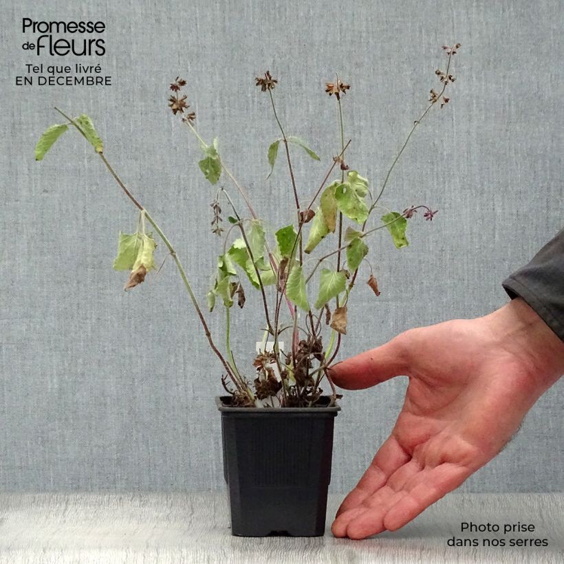 Exemplar von Salvia verticillata Endless Love - Quirlblättriger Salbei Kleine Töpfe von 8/9 cm wie im Winter geliefert