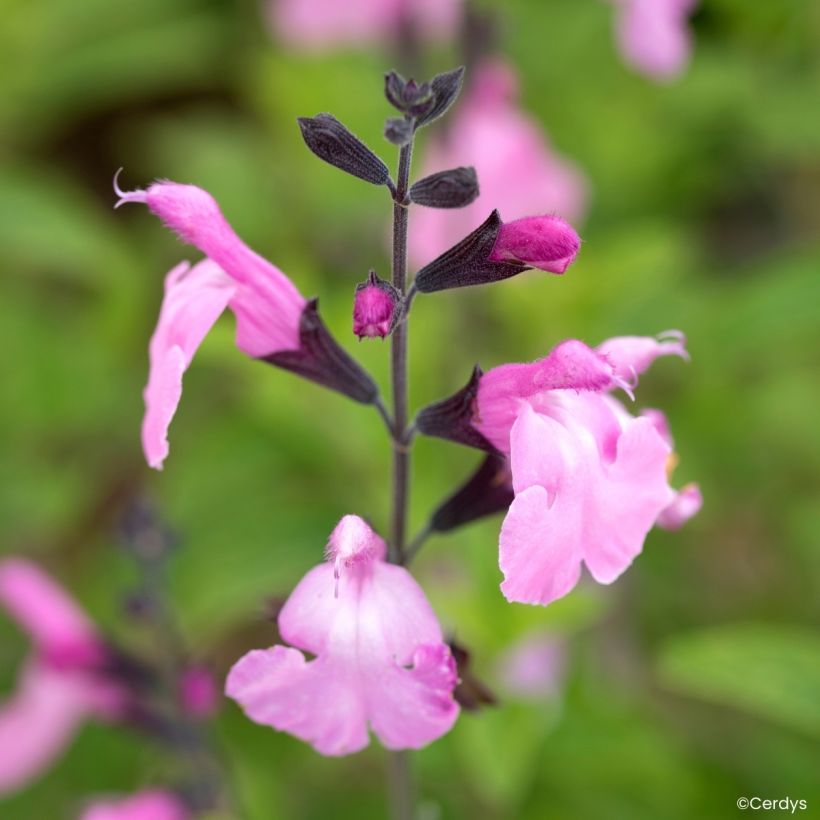 Salvia jamensis Malabar (Blüte)