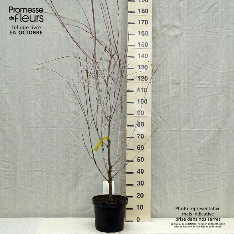 Exemplar von Spitzblättrige Weide Blue Streak - Salix acutifolia Topf mit 7,5L/10L wie im Herbst geliefert