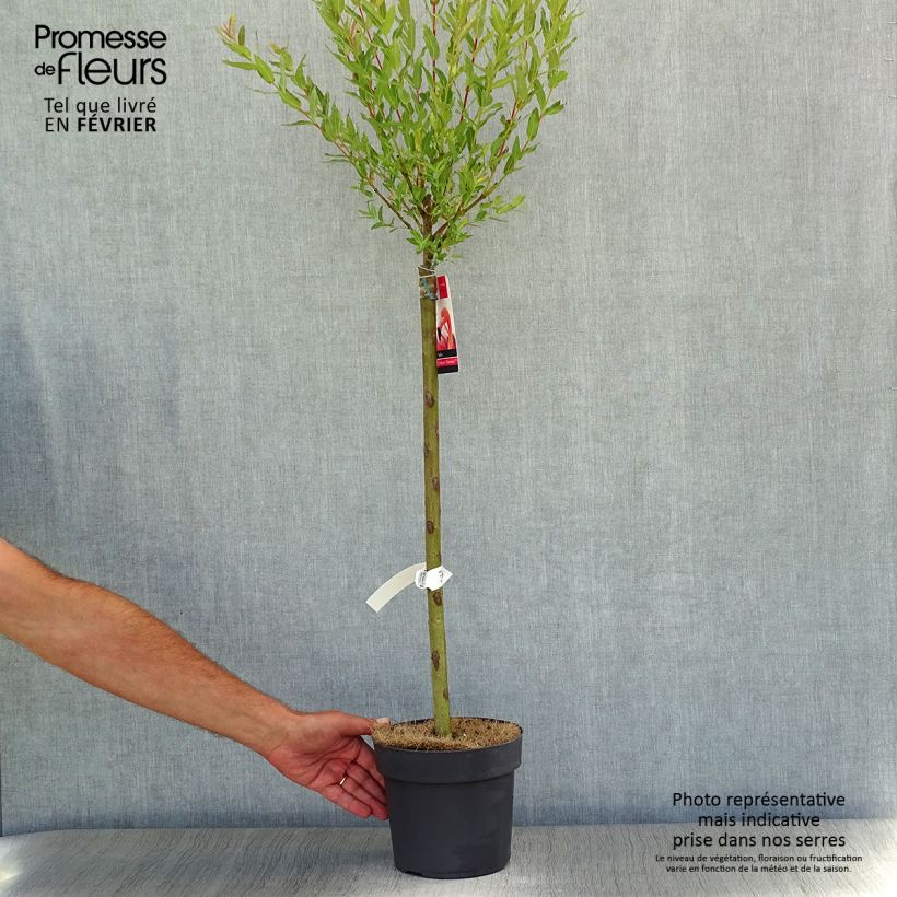 Exemplar von Harlekinweide Flamingo - Salix integra Topf mit 2L/3L wie im Herbst geliefert
