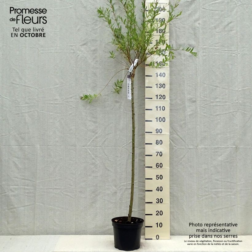 Exemplar von Harlekinweide Hakuro Nishiki - Salix integra Topf mit 7,5L/10L wie im Herbst geliefert
