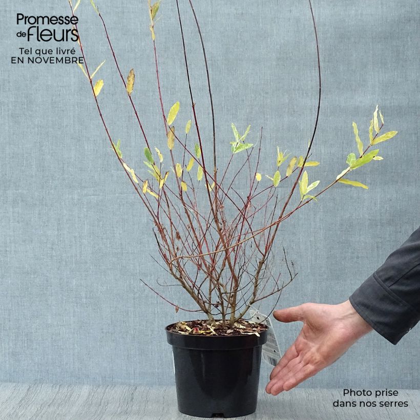 Exemplar von Harlekinweide Hakuro Nishiki - Salix integra Topf mit 2L/3L wie im Herbst geliefert