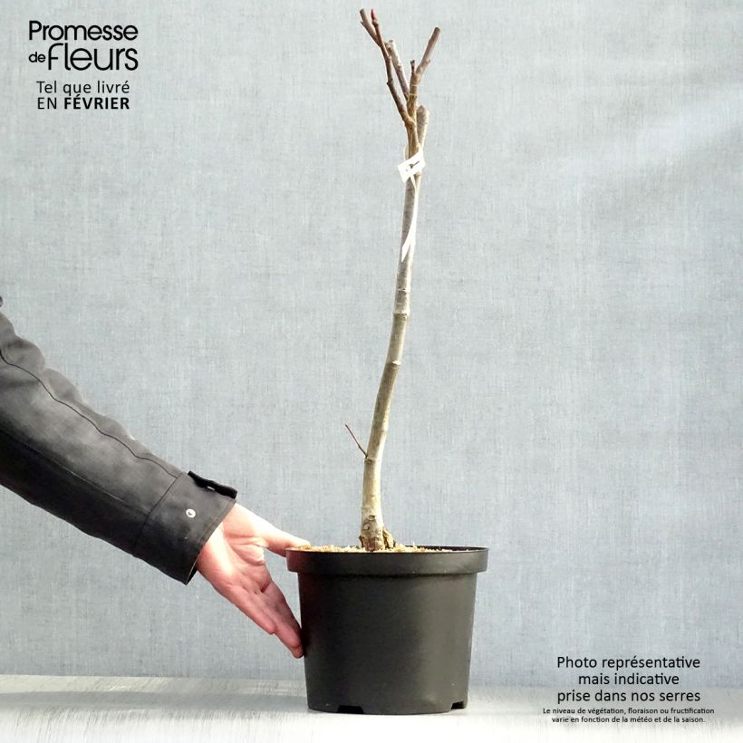 Exemplar von Pracht-Weide - Salix magnifica Topf mit 4L/5L wie im Winter geliefert