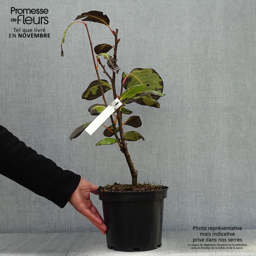 Exemplar von Pracht-Weide - Salix magnifica Topf mit 4L/5L wie im Herbst geliefert
