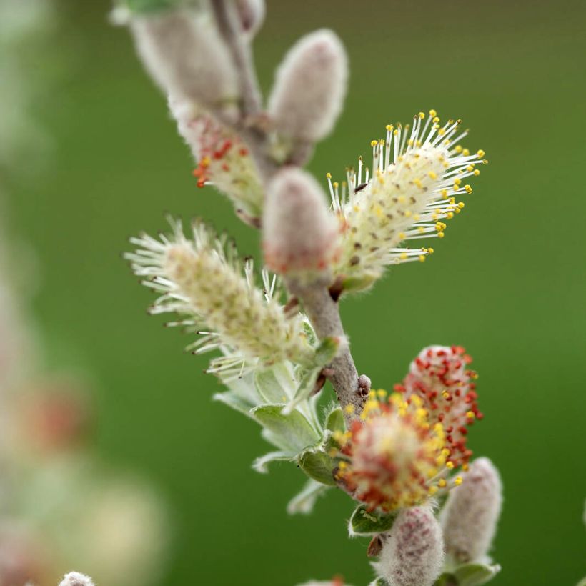 Salix candida Iceberg Alley - Salbei-Weide (Blüte)