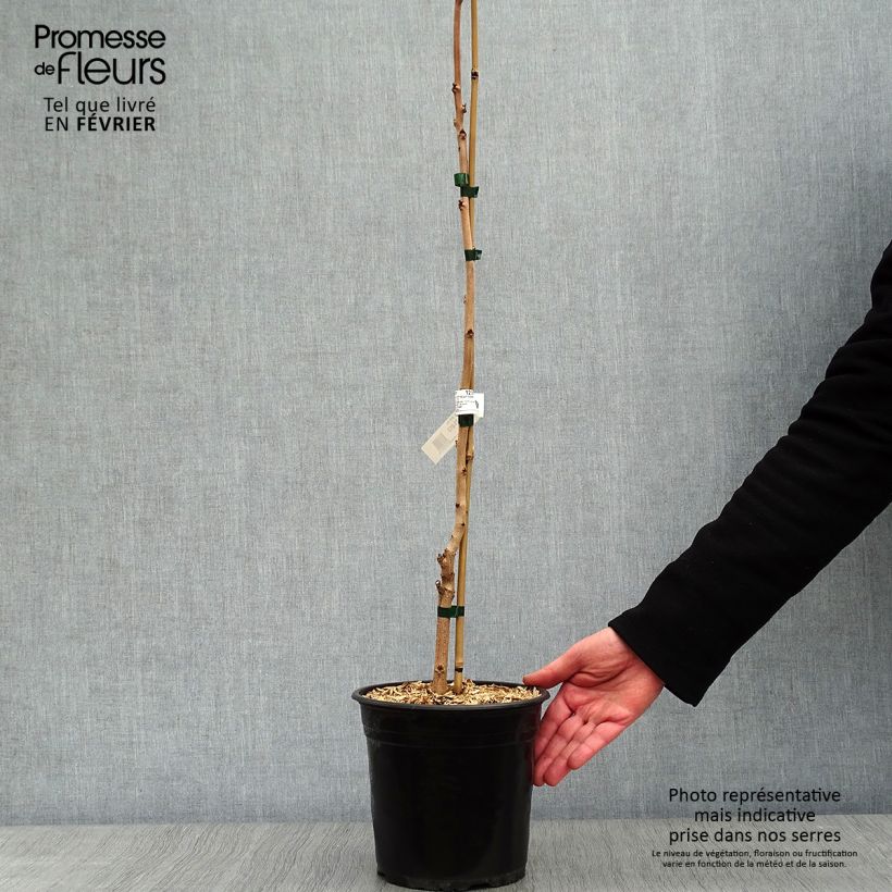 Exemplar von Koelreuteria paniculata Coral Sun - Blasenesche Topf mit 3L/4L wie im Winter geliefert