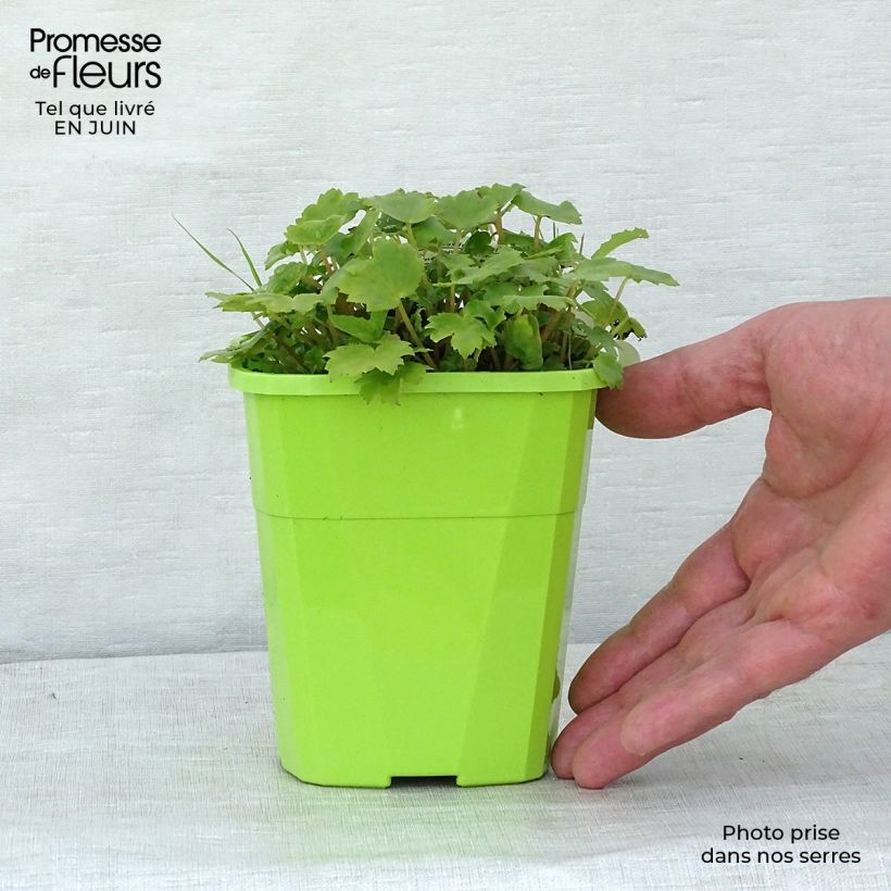 Exemplar von Saxifraga OPERA Orpheus - Herbst-Steinbrech Topf mit 1L/1,5L wie im Sommer geliefert