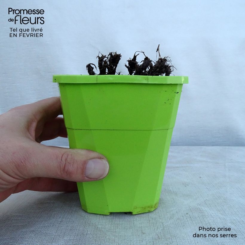 Exemplar von Saxifraga OPERA Orpheus - Herbst-Steinbrech Topf mit 1L/1,5L wie im Winter geliefert