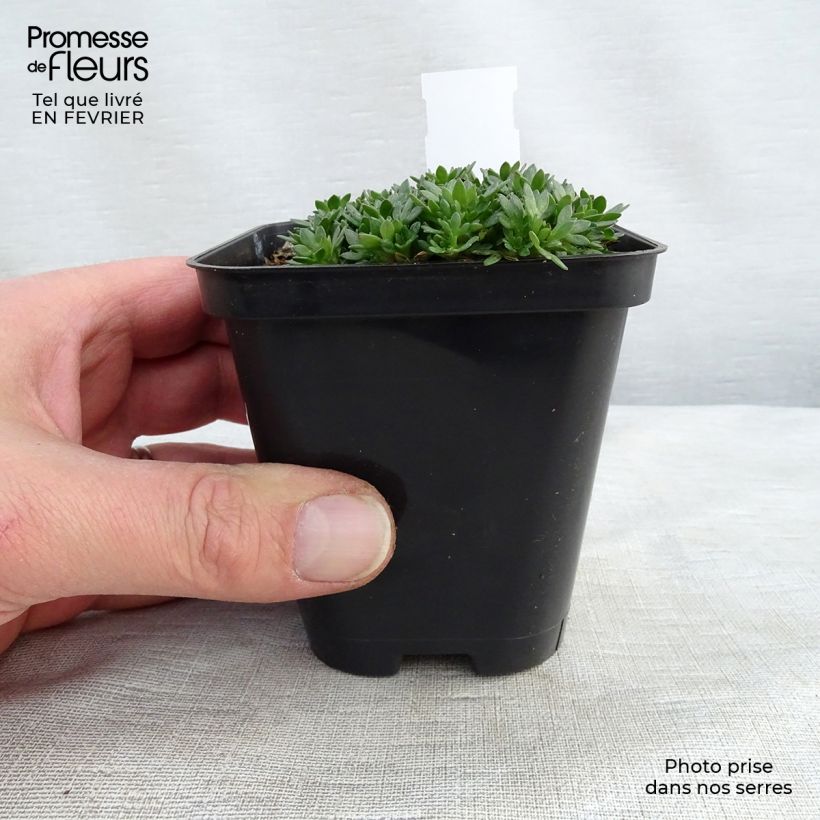 Exemplar von Saxifraga arendsii Peter Pan - Garten-Moos-Steinbrech Kleine Töpfe von 8/9 cm wie im Winter geliefert