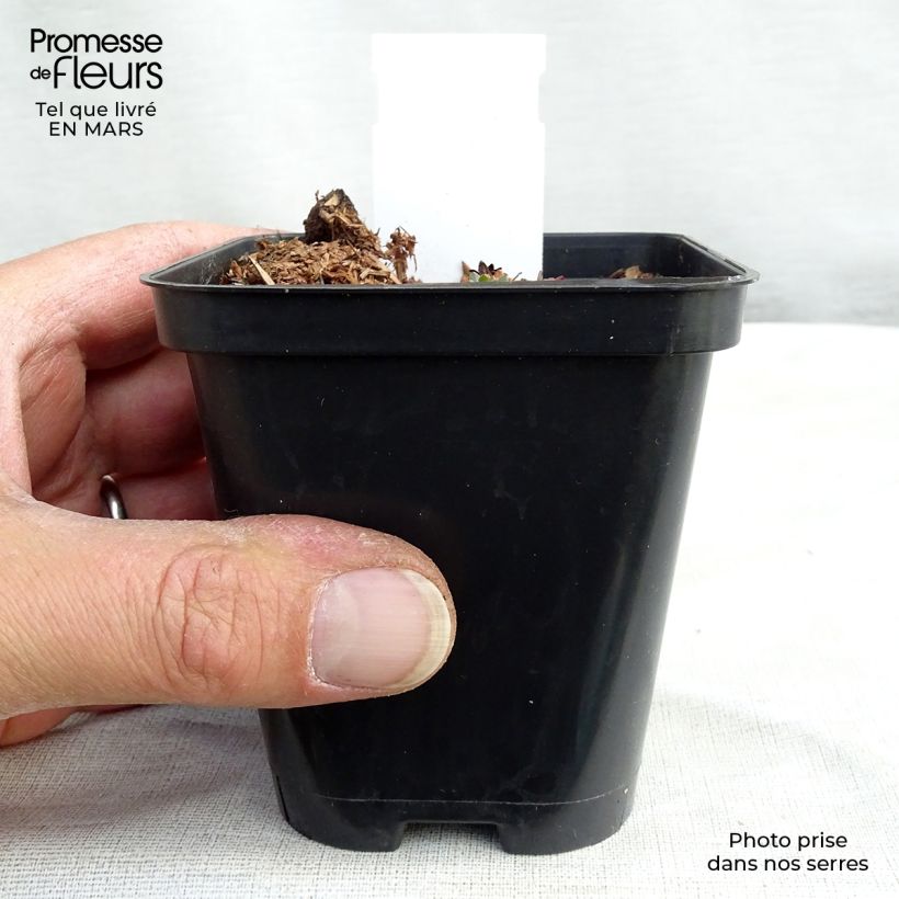 Exemplar von Saxifraga arendsii Purpurteppich - Garten-Moos-Steinbrech Kleine Töpfe von 8/9 cm wie im Winter geliefert