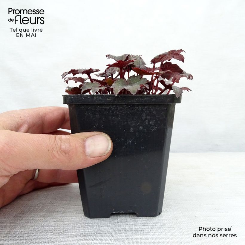 Exemplar von Saxifraga cortusifolia Black Ruby - Herbst-Steinbrech Kleine Töpfe von 8/9 cm wie im Frühjahr geliefert