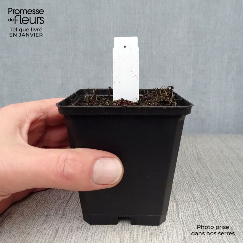 Exemplar von Saxifraga cortusifolia Black Ruby - Herbst-Steinbrech Kleine Töpfe von 8/9 cm wie im Winter geliefert