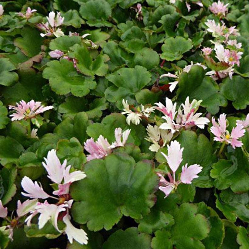 Saxifraga cortusifolia Cheap Confections - Herbst-Steinbrech (Laub)