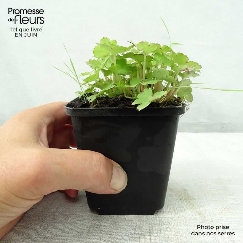 Exemplar von Saxifraga cortusifolia Cheap Confections - Herbst-Steinbrech Kleine Töpfe von 8/9 cm wie im Sommer geliefert