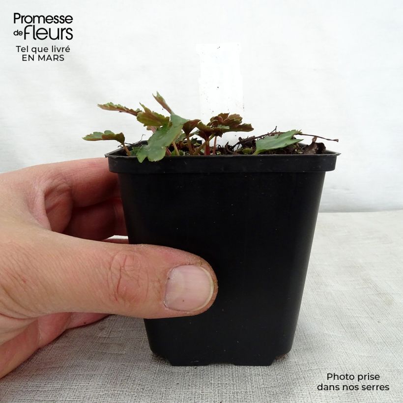 Exemplar von Saxifraga cortusifolia Shiranami - Herbst-Steinbrech Kleine Töpfe von 8/9 cm wie im Frühjahr geliefert