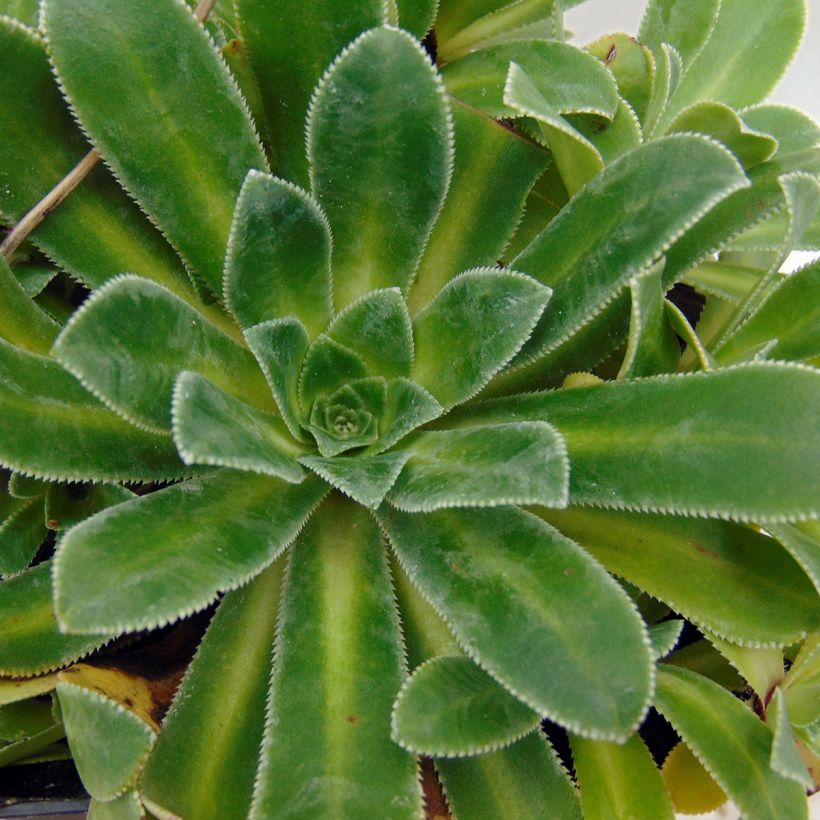 Saxifraga cotyledon Southside Seedling - Strauß-Steinbrech (Laub)