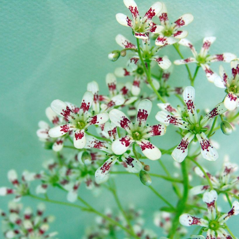Saxifraga cotyledon Southside Seedling - Strauß-Steinbrech (Blüte)