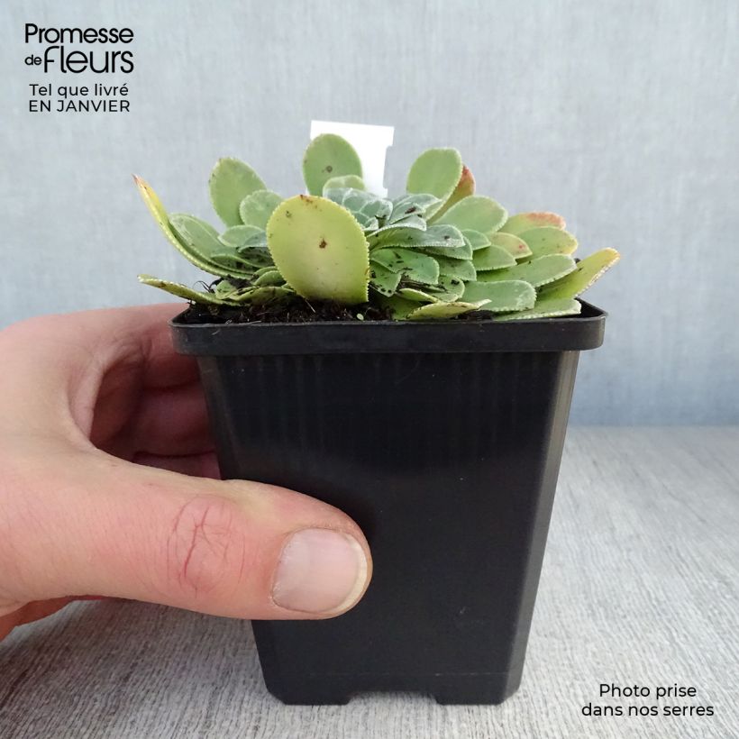 Exemplar von Saxifraga cotyledon Southside Seedling - Strauß-Steinbrech Kleine Töpfe von 8/9 cm wie im Winter geliefert