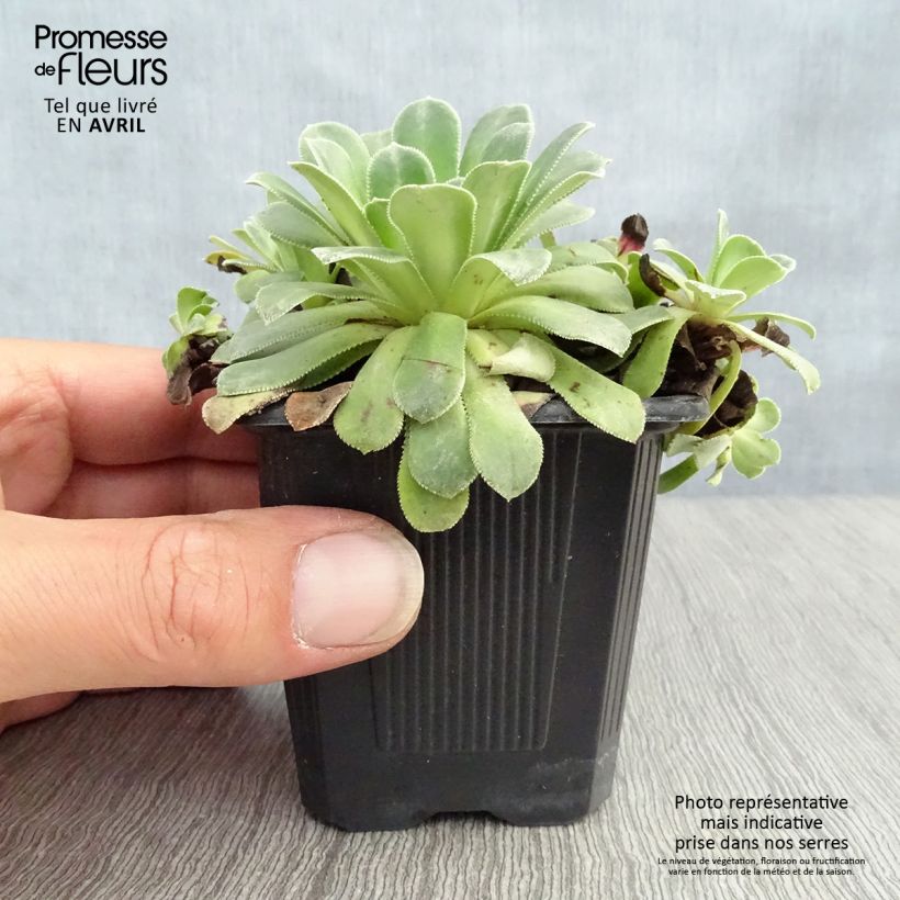 Exemplar von Saxifraga cotyledon Southside Seedling - Strauß-Steinbrech Kleine Töpfe von 8/9 cm wie im Frühjahr geliefert