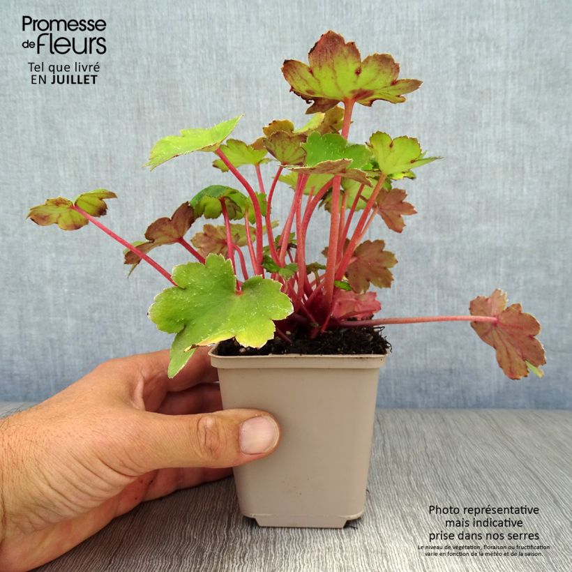 Exemplar von Saxifraga fortunei Beni Tsukasa - Herbst-Steinbrech Kleine Töpfe von 8/9 cm wie im Sommer geliefert