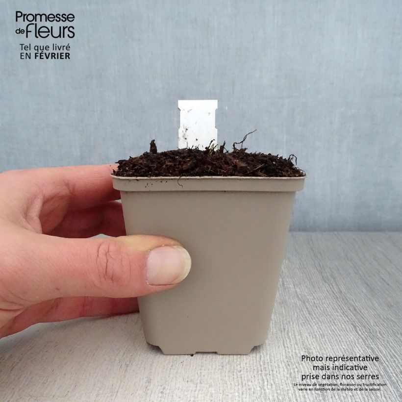 Exemplar von Saxifraga fortunei Wada - Herbst-Steinbrech Kleine Töpfe von 8/9 cm wie im Winter geliefert