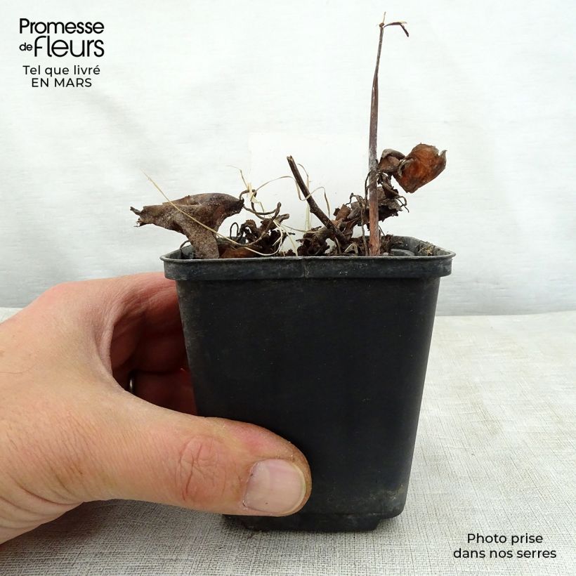 Exemplar von Saxifraga fortunei Wada - Herbst-Steinbrech Kleine Töpfe von 8/9 cm wie im Frühjahr geliefert