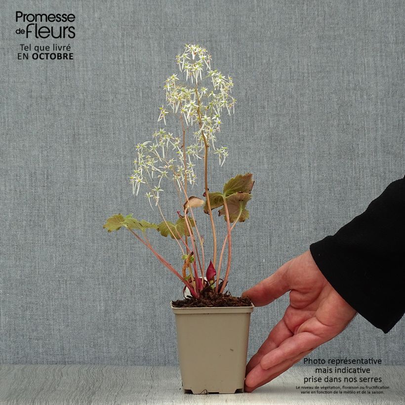 Exemplar von Saxifraga fortunei Wada - Herbst-Steinbrech Kleine Töpfe von 8/9 cm wie im Herbst geliefert