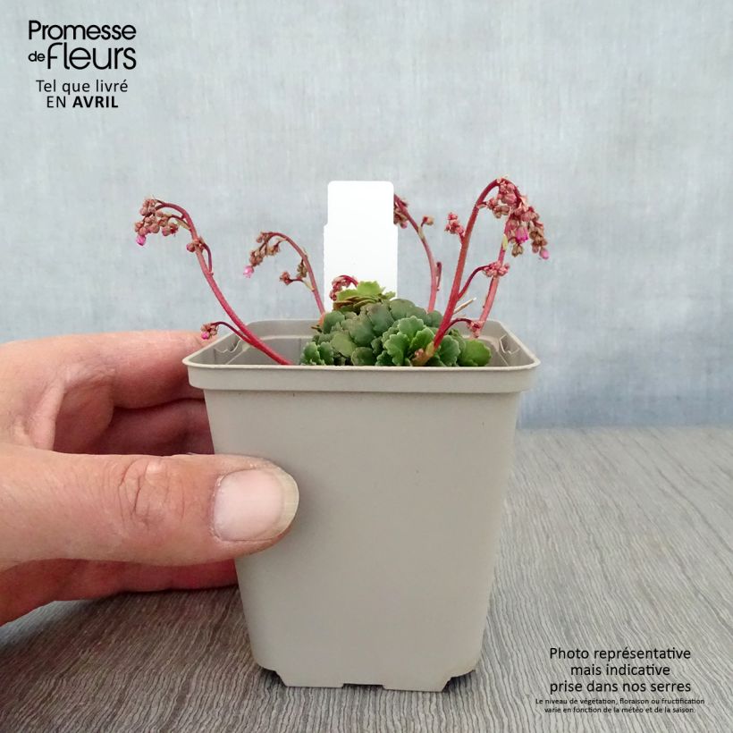 Exemplar von Schatten-Steinbrech Clarence Elliott - Saxifraga umbrosa Kleine Töpfe von 8/9 cm wie im Frühjahr geliefert