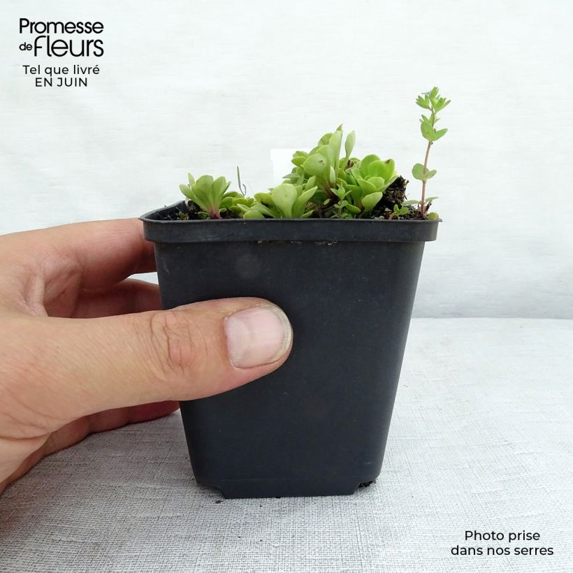 Exemplar von Schatten-Steinbrech Clarence Elliott - Saxifraga umbrosa Kleine Töpfe von 8/9 cm wie im Sommer geliefert