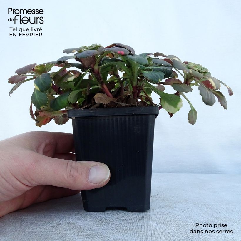 Exemplar von Saxifraga umbrosa Variegata - Schatten-Steinbrech Kleine Töpfe von 8/9 cm wie im Winter geliefert