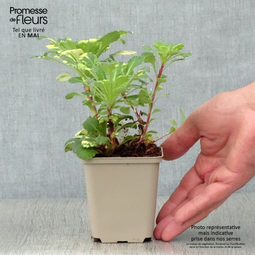 Exemplar von Saxifraga umbrosa Variegata - Schatten-Steinbrech Kleine Töpfe von 8/9 cm wie im Frühjahr geliefert