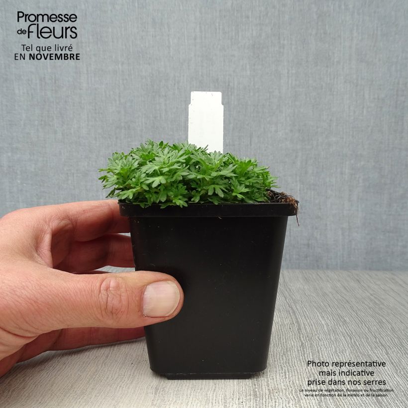 Exemplar von Saxifraga arendsii Pixie - Garten-Moos-Steinbrech Kleine Töpfe von 8/9 cm wie im Herbst geliefert