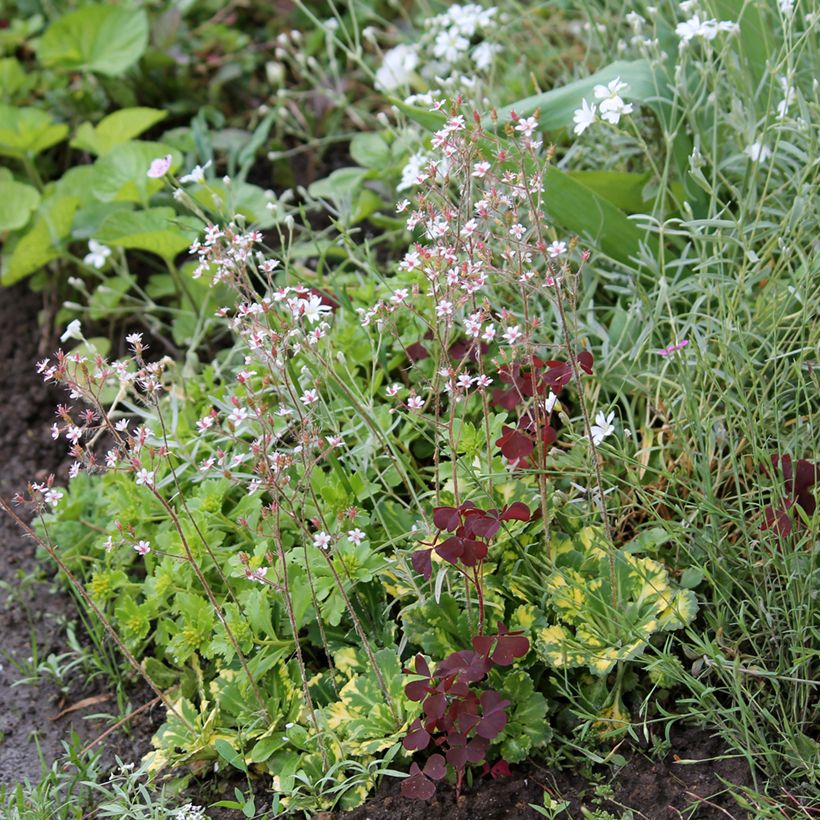 Saxifraga urbium Aureopunctata - Porzellanblümchen (Hafen)