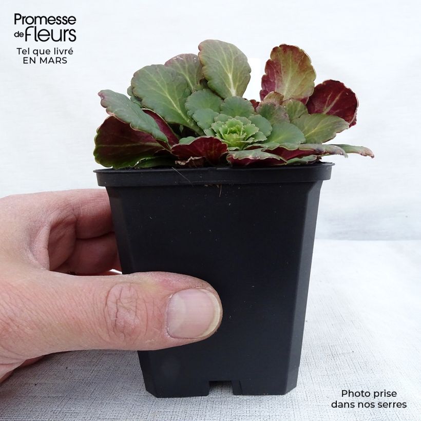 Exemplar von Saxifraga urbium - Porzellanblümchen Kleine Töpfe von 8/9 cm wie im Winter geliefert